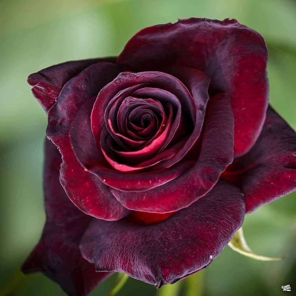 Black Baccara Rose
